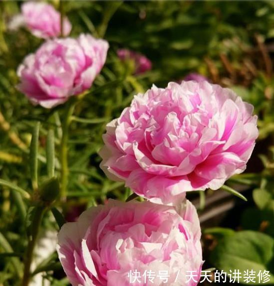 蓝妖|绿油油的君子兰,突然烂了,只是因为此个小问题