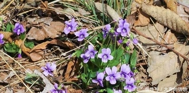 人称“地黄瓜”包饺子味道好,乡下小孩都吃过,可惜沦为杂草