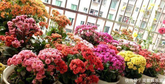 比例|养花施肥“老三样”,掐准时间,看准比例,养一盆爆一盆