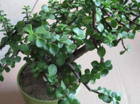 阳台|金枝玉叶放阳台,记住“一多、一少”,叶片肥厚,轻松养成老桩