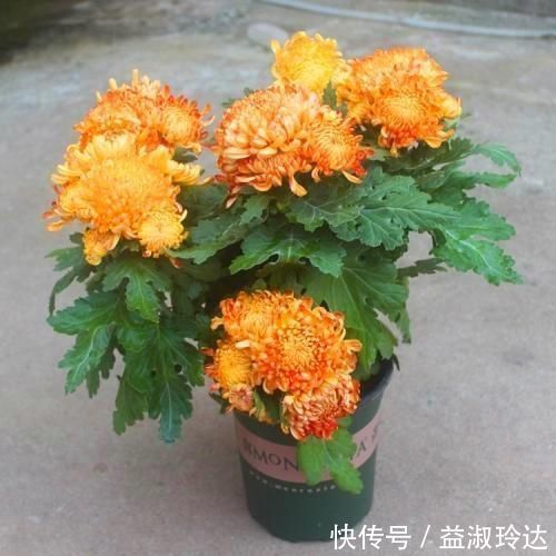 这3种花就是开花机器,一到夏天就摘心,满树花苞太美了