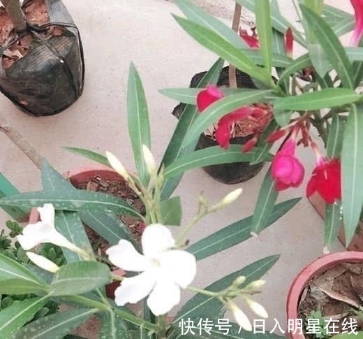 月季|这5种花,不要钱也不能养,全都有毒,养了后悔都来不及