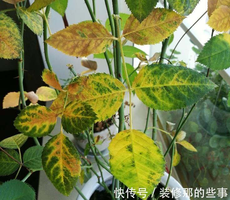 黄叶|月季大量黄叶,甚至变成了光杆,怎么办