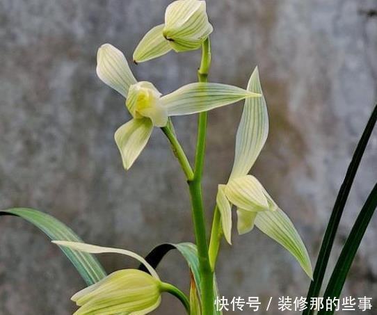 兰花|怎样在众多兰花中,一眼就能区分出莲瓣兰?