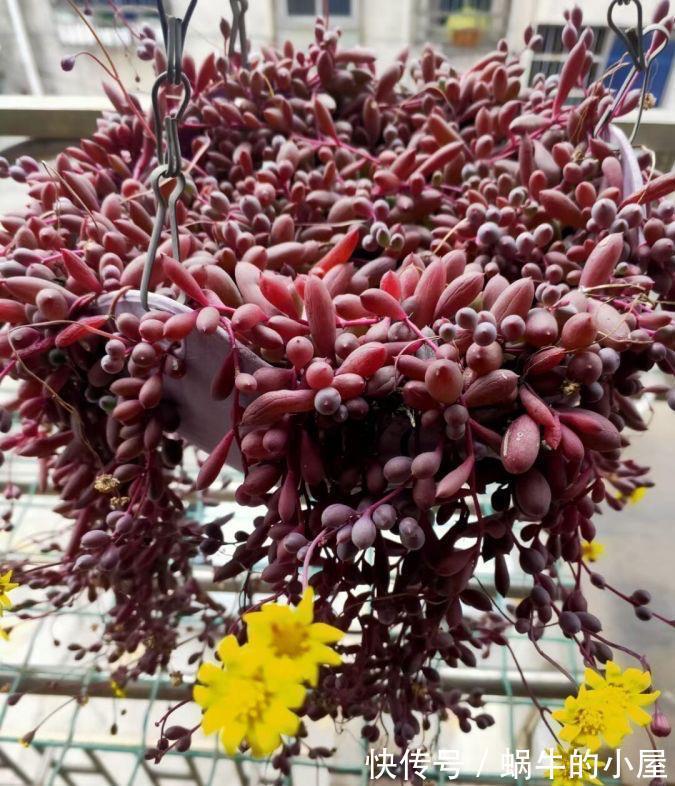绯花玉|夏天养多肉就养“3种”，照样生长，不停开花，很皮实漂亮