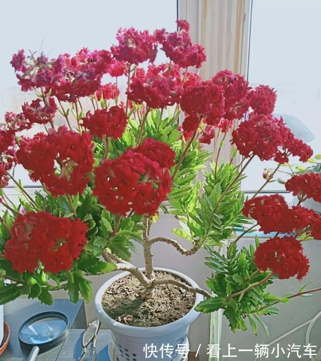 九种皮实花,多晒少管长得好,养成老桩更高档,绿萝没上榜