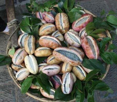 八月瓜|农村野果大全,儿时常吃的味道,吃过15种以上没多少人!