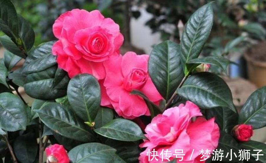 新手|新手养茶花,秋冬季节做好“2件事”,花量大开花久,忒美了