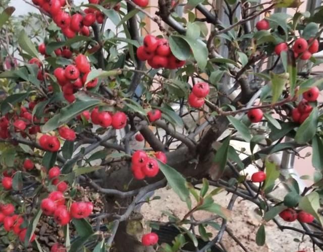 山坡下，有2种野生的“盆景树”，茎干弯曲、奇特，比卷柏珍贵