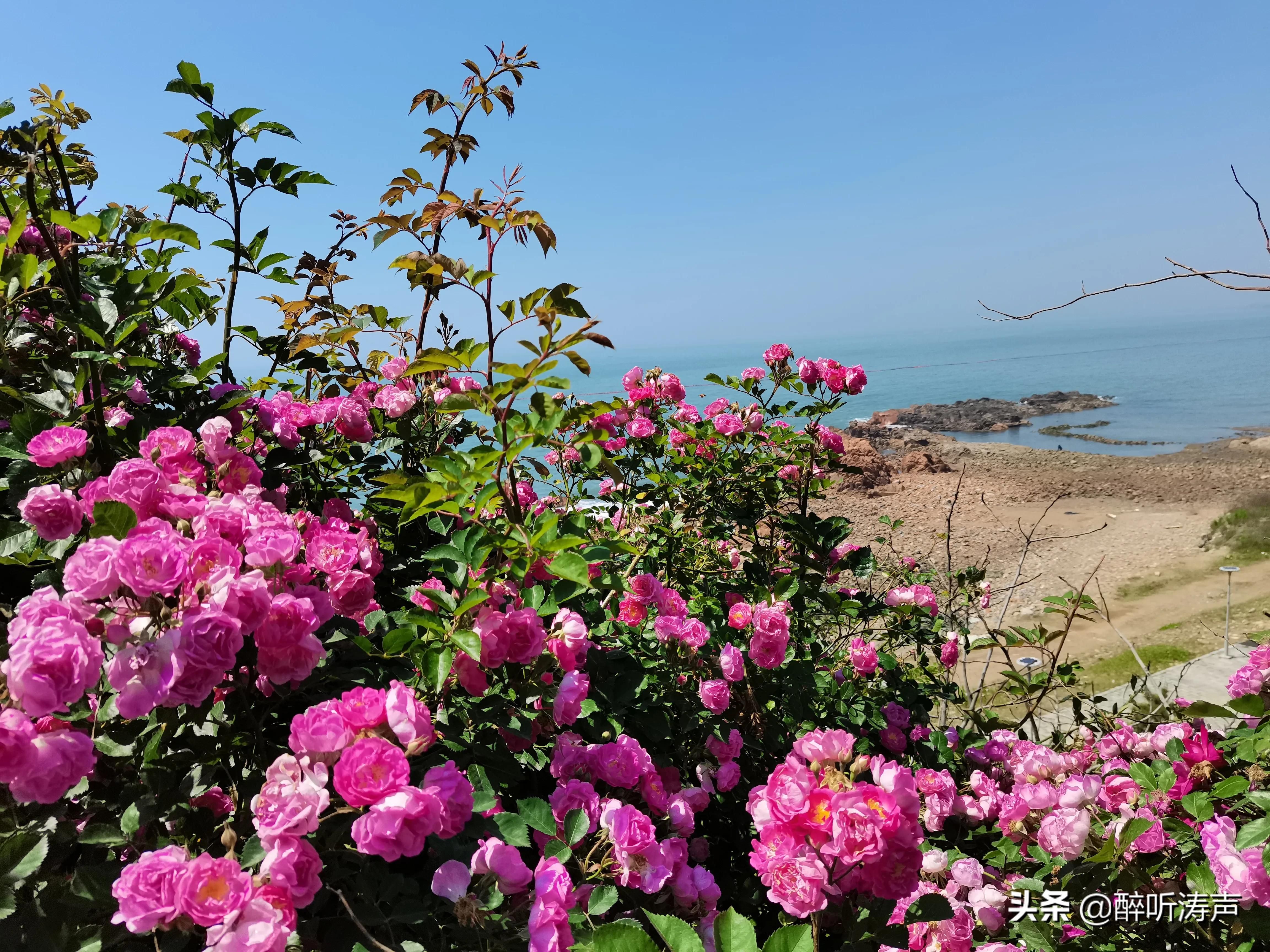 难以形容|天蓝海蓝花海一片片，难以形容的东环岛路之美