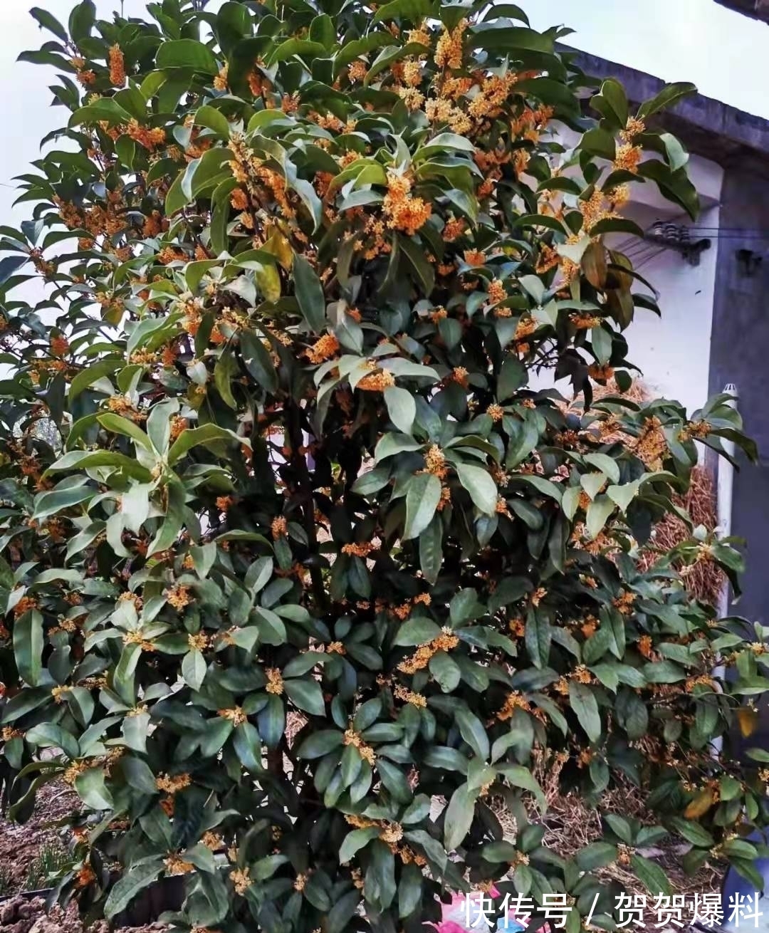 家有五树,儿孙都富!有院子建议栽5种树,看花,收果,寓意吉利