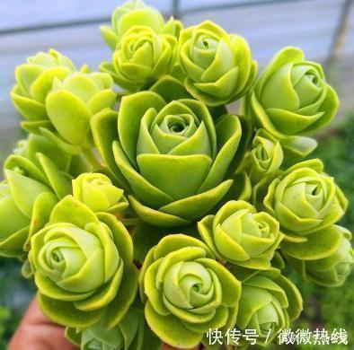 玫瑰|5款“玫瑰系”多肉，不仅颜值高，且好养活，新人也适合