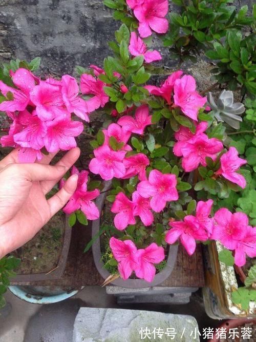 杜鹃花|1种花太“娇气”,虽然5元一盆,买回家难养活也是白扔钱