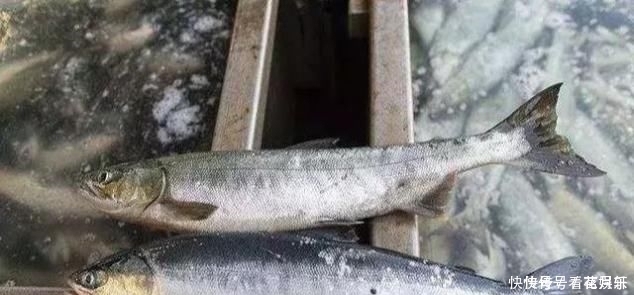 中国最好吃的6种鱼,全吃过的,请允许我叫你一声“土豪”