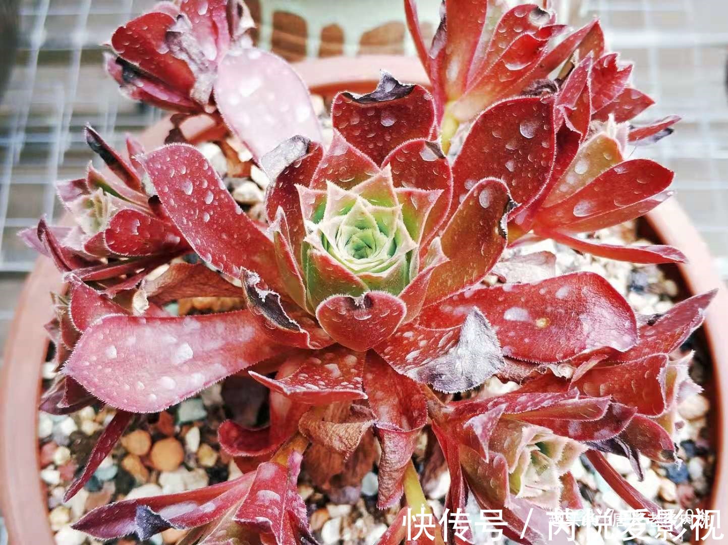 想把自己的法师多肉养成碗的形状?那必须得满足4个要求才行