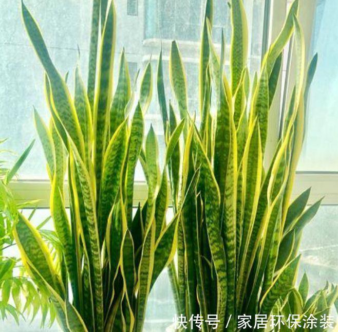 净化|3种花养了就爆盆,好养又便宜,家里空气好,比净化器管用