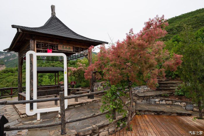 粉红|【郊野行摄】春风拂面，黄栌花开---雨中游京西幽岚山