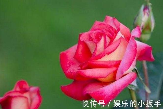 送你一套月季修剪教程,修剪时间,修剪程度及各类月季修剪方法