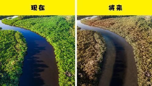 全球变暖 如果亚马逊雨林被彻底烧毁，可能会发生在地球上的11件事