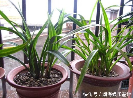 满盆大白根|养兰花做到2点，才能不空根烂根，叶片油绿，满盆大白根