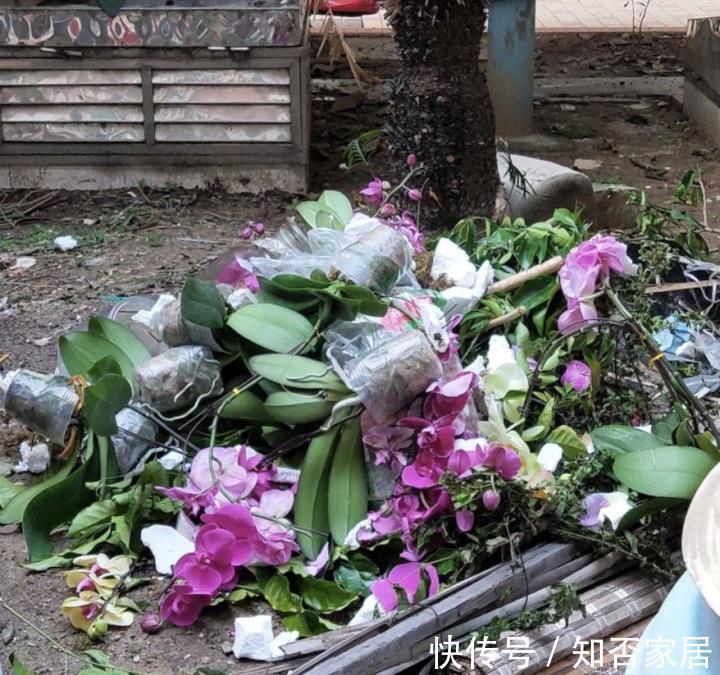 垃圾箱|垃圾箱常见的“3种花”,赶紧捡回家,剪一剪,来年美得不像话