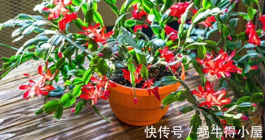 花友|蟹爪兰如何分株、养护防虫害等,该篇文章全部讲透,值得收藏