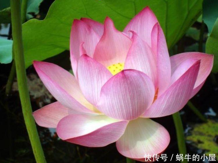  养花可以选个个花期长的，花大色艳，花姿妖娆，四季繁花似锦