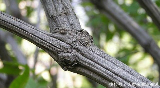 山中若遇此种植物,请珍惜保护,不可破坏,见一眼已是运气