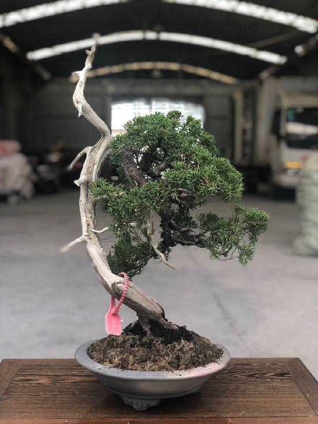 老伯|农村老伯分享的几盆真柏树盆景,盆盆都是精品,不同角度不同的美