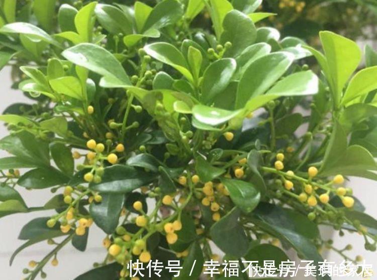 花园|4种花很耐养，沾土就能活，阳台变花园，太美了！