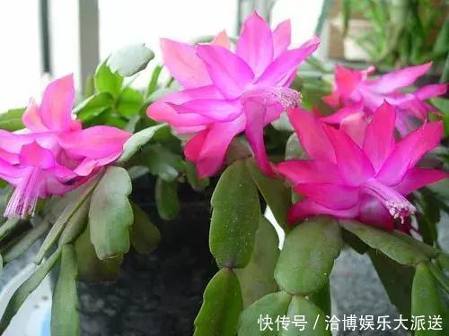 个头|家里养“3种花”,现在砍个头插盆里,一入秋就长不停!