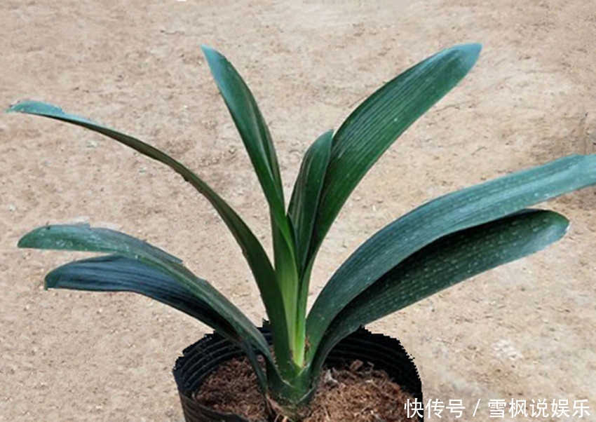 养君子兰、兰花要想发芽快、开花多、花期长，四点是关键