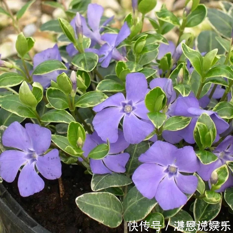 树荫下必不可少的11种耐阴植物，能开花，能观叶，看你选哪种