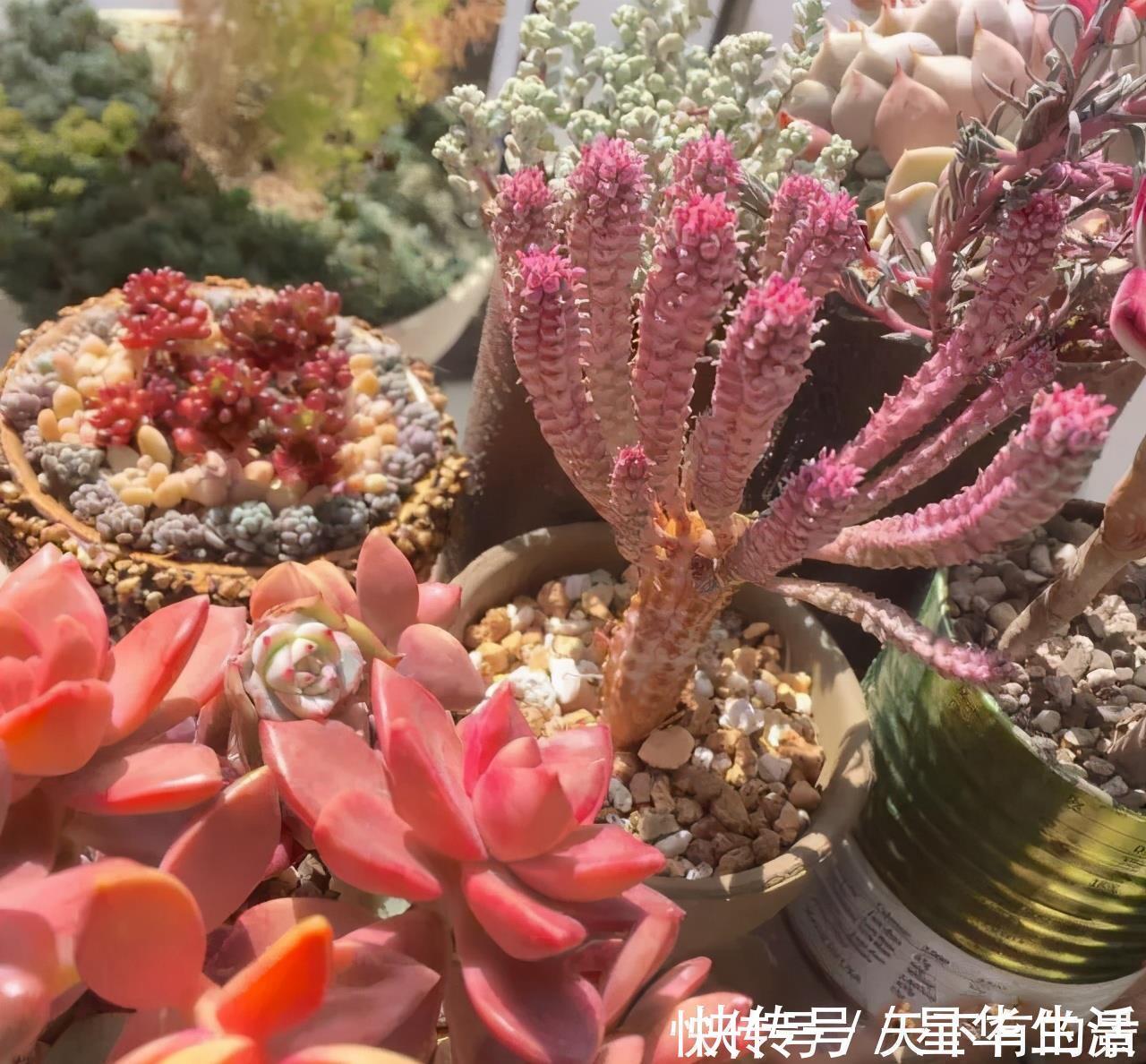 夏天养几种 耐热多肉 不怕酷暑 不用休眠 想养死都难 粉紫色 夏天养几种 耐热多肉 不怕酷暑 不用休眠 想养死都难 粉紫色
