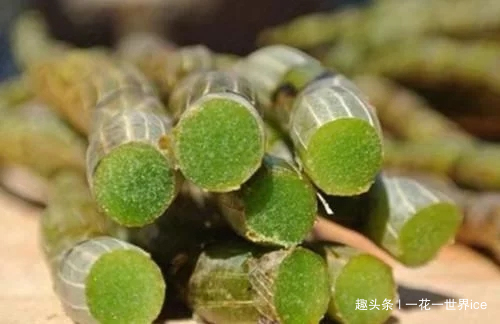 铁皮石斛|山中这种野草，曾为上贡“仙草”，一草难求，如今折段枝条就能养