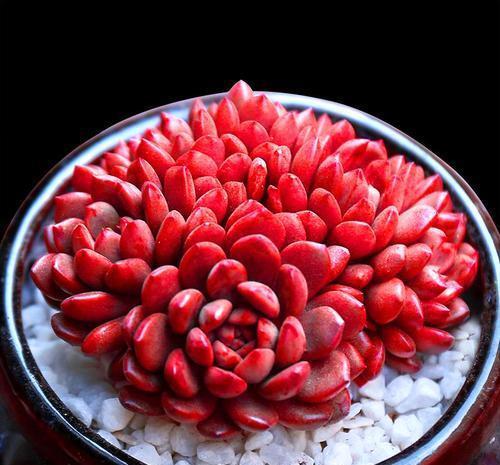 光照|5月种下这几种多肉，皮实好养不怕热，35摄氏度照样生机勃勃