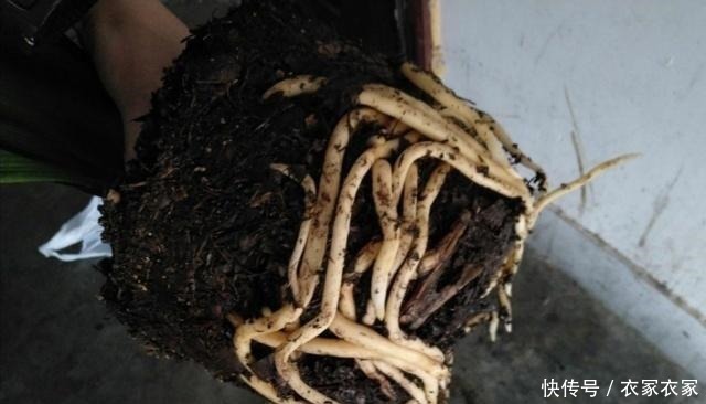 滴水不沾|君子兰喜欢一种土，两年换一次，每年都开花！