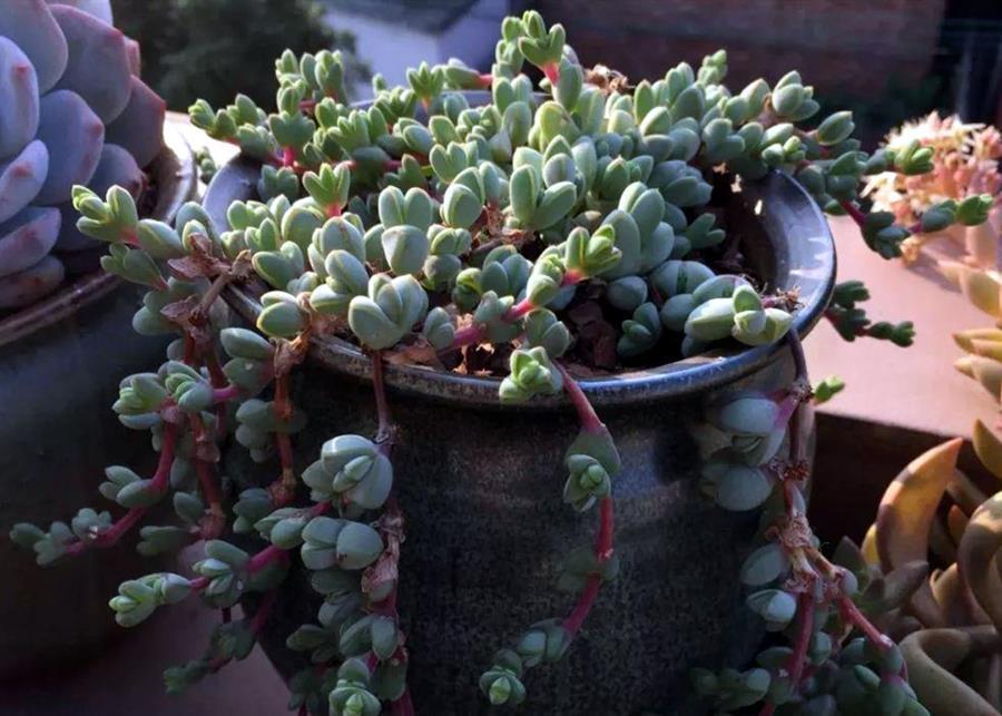 阿福花科|多肉大部分怕水,喜欢水的多肉,你养过吗?