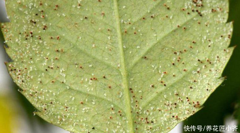 养花的4种虫害，打药都很难清除，如果遇到，用这些方法试试