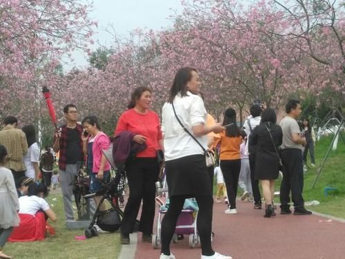 廉江市樱花公园：今日赏花人如潮