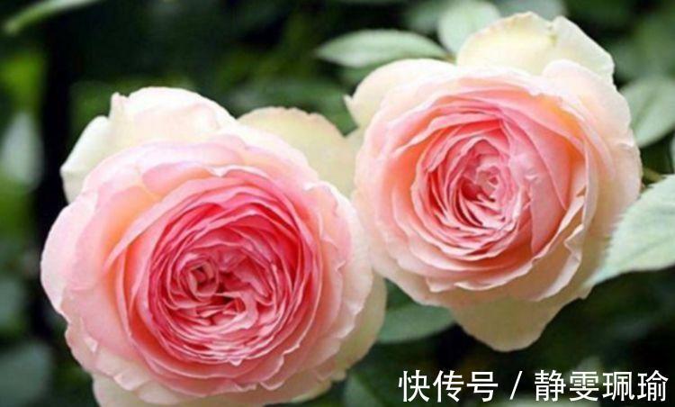 龙沙宝石|4种花深受花友的喜欢,开花爆盆很简单,花量大不操心