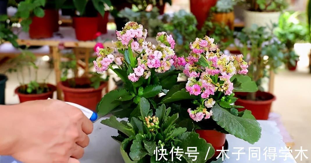 扦插|4种漂亮花,越老越没用,开花少长得丑,赶紧扦插几盆备用