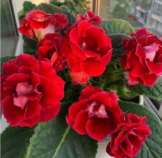 最受欢迎的“4种花”,花朵娇艳、花期长,年年开花不断