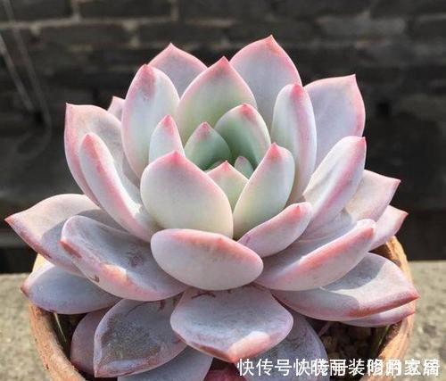 养多肉几天浇一次水?了解掌握几个要点,四季肥嘟嘟美美哒!