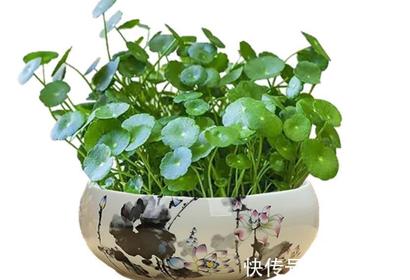 5种漂亮花,耐阴好养又大气,寓意美好还旺人,专为北阳台而生