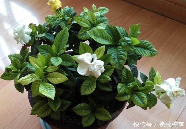 刚入的手栀子花,这一步错了,就别想养活了,避开才能开花!