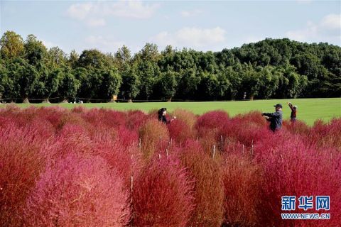  约20000平方米的地肤进|上海：观赏地肤正当时