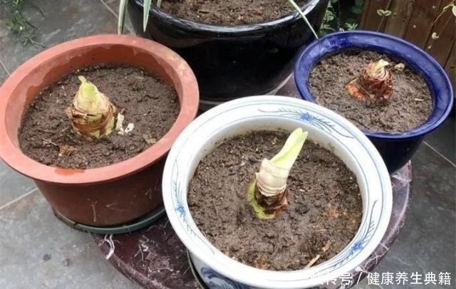 养花不生根赶紧塞团卫生纸,大白根蹭蹭冒!养花不生根赶紧塞团卫生纸,大白根蹭蹭冒!