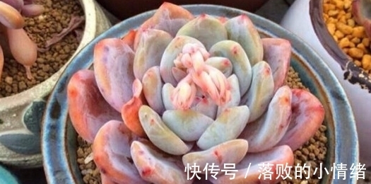 多肉怎么养才能又肥又萌?