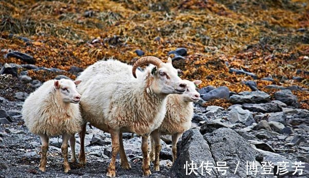羊人|十羊九不全：揭秘67年生肖羊的毕生寿命，过了53岁后什么命？